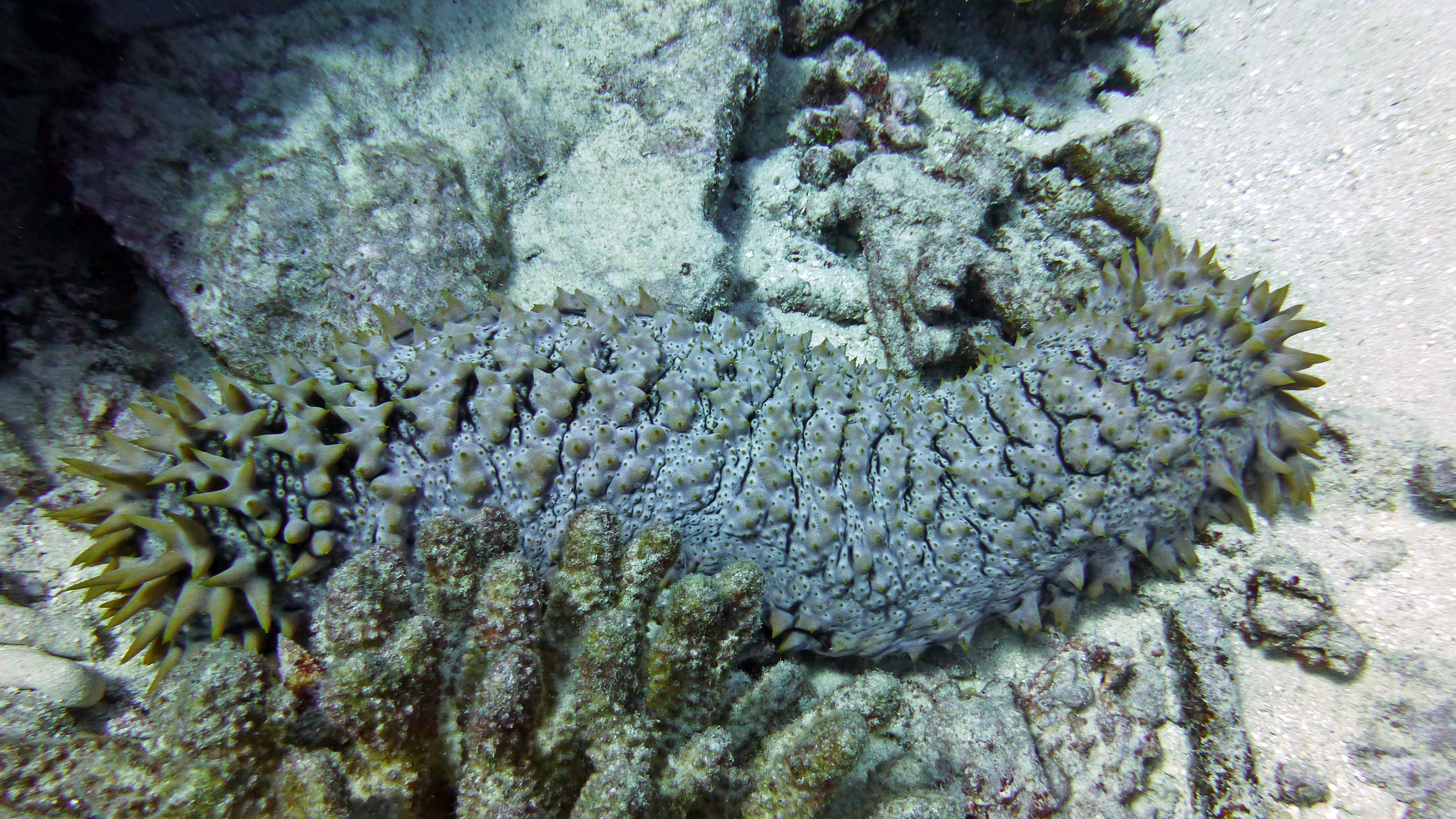 Pineapple sea cucumber Mo'orea 2019.
